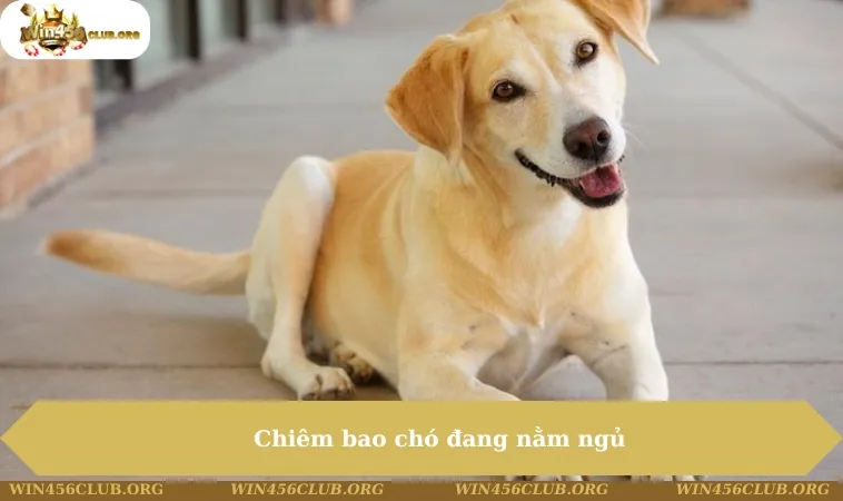 Mơ Thấy Chó Đánh Con Gì - Giải Mã Ý Nghĩa Chuẩn Xác Có 102 164 Chiêm bao chó đang nằm ngủ