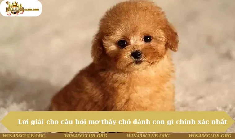 Mơ Thấy Chó Đánh Con Gì - Giải Mã Ý Nghĩa Chuẩn Xác Có 102 164 Lời giải cho câu hỏi mơ thấy chó đánh con gì chính xác nhất