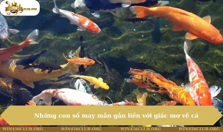 Mơ Thấy Cá Đánh Con Gì - Ý Nghĩa Và Điềm Báo Có 1 0 2 169 Những con số may mắn gắn liền với giấc mơ về cá